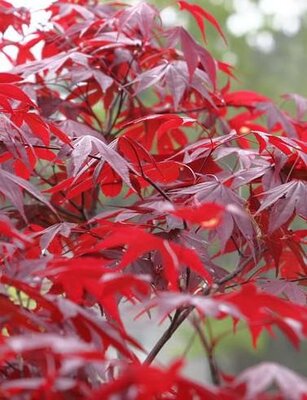 Fireglow Japanese Maple