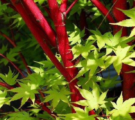 Coral Bark Japanese Maple