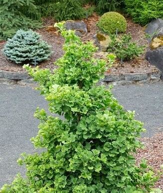 Everton Broom Ginkgo