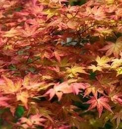 Shindeshojo Japanese Maple
