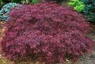 Red Dragon Japanese Maple