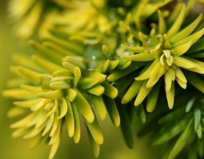 Dwarf Golden Hemlock