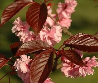 Royal Burgundy Flowering Cherry