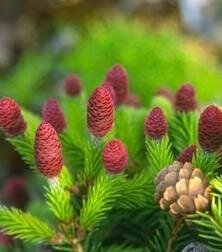 Pusch Norway Spruce 18" Standard