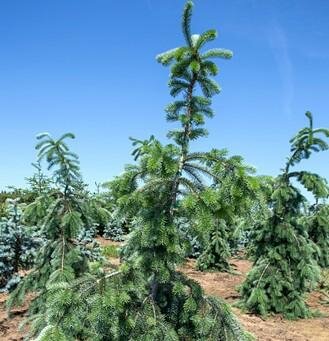 Graceful Grace Douglas Fir