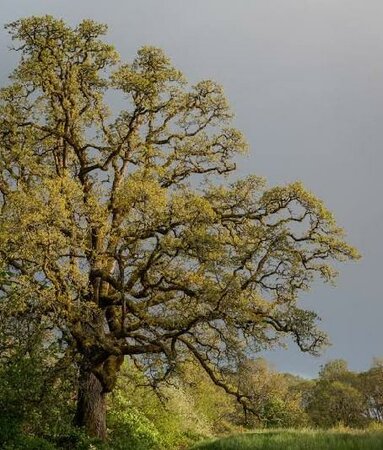 Native Garry Oak (Oregon White Oak)