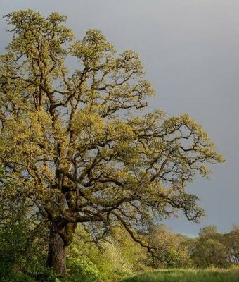 Native Garry Oak (Oregon White Oak)