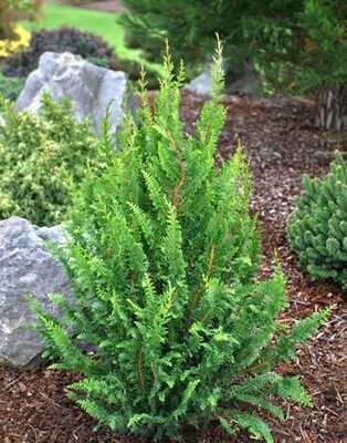 Filicoides Cypress