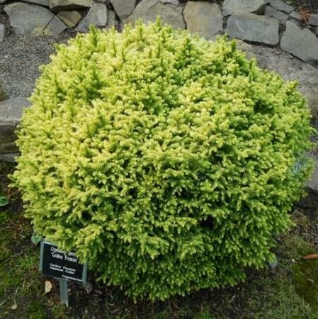 Golden Promise Japanese Cedar