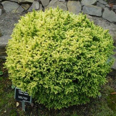 Golden Promise Japanese Cedar