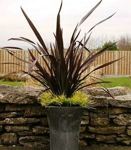 Black Adder New Zealand Flax