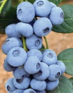 Calypso Blueberry Plant