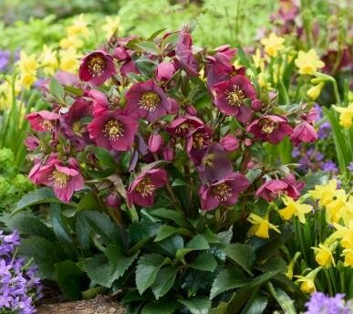 Spring Sparkle Red Lenten Rose