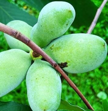 Pawpaw Tree