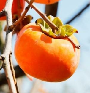 Imoto Fuyu Asian Persimmon