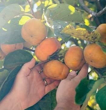 Fuyu Jiro Persimmon Tree