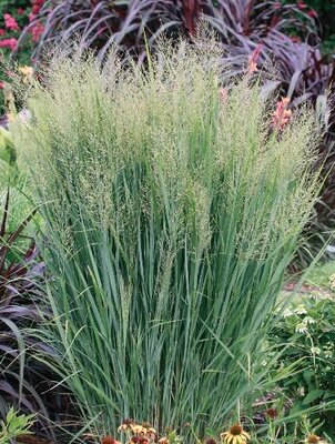 Northwind Switch Grass