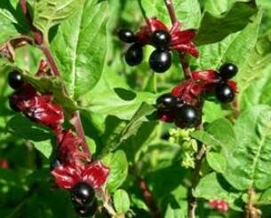 Black Twinberry (Native)