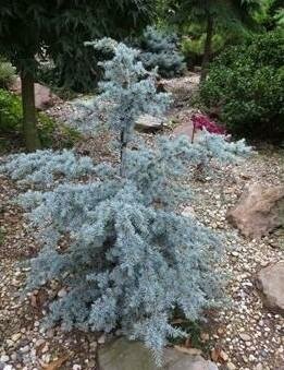 Sapphire Nymph Dwarf Atlantic Cedar
