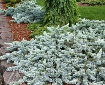 Procumbens Colorado Blue Spruce