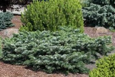Spreading Star Pacific Silver Fir