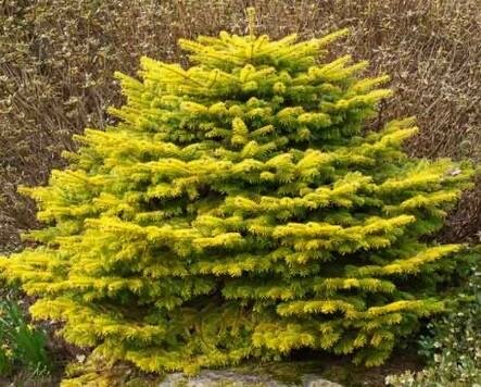 Golden Spreader Nordman Fir (Caucasian fir)
