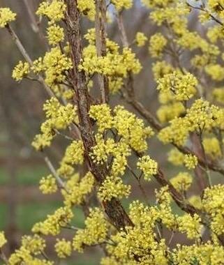 Saffron Sentinel Cornelian Cherry Tree