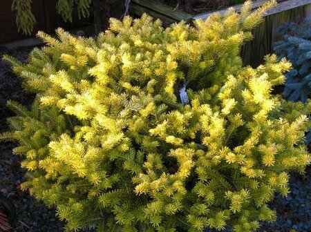 Golden Glow Korean Fir