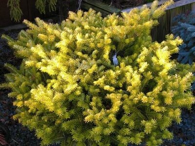 Golden Glow Korean Fir