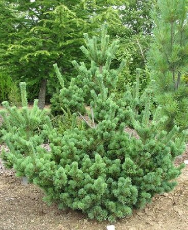 Aoi Japanese White Pine
