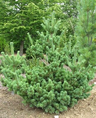 Aoi Japanese White Pine