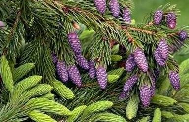 Purple Coned Spruce Tree