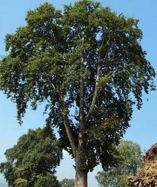 Oriental Plane Tree
