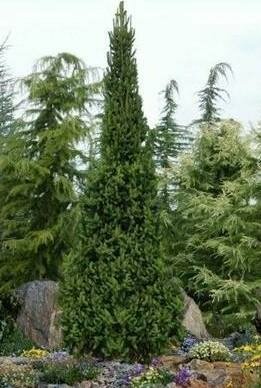 Cupressina Spruce