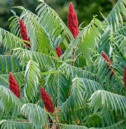 Staghorn Native Sumac