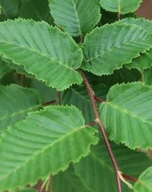 Frans Fontaine Hornbeam