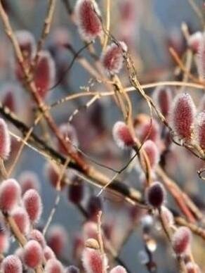Mount Aso Japanese Pink Pussy Willow