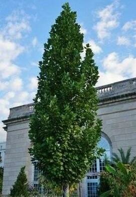 Columnar Tulip Tree