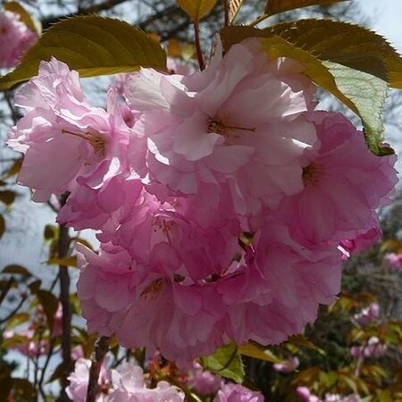 Top Graft Kwanzan Flowering Cherry