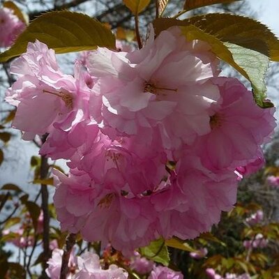 Top Graft Kwanzan Flowering Cherry
