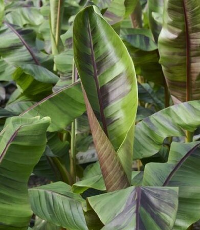 Hardy Ever Red Banana Plant