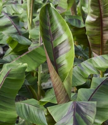 Hardy Ever Red Banana Plant