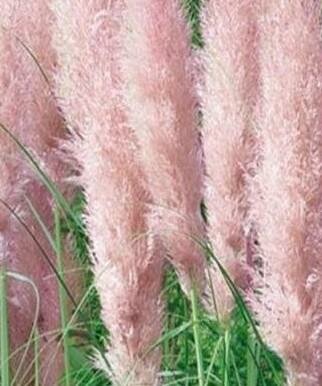 Pink Feathers Pampas Grass