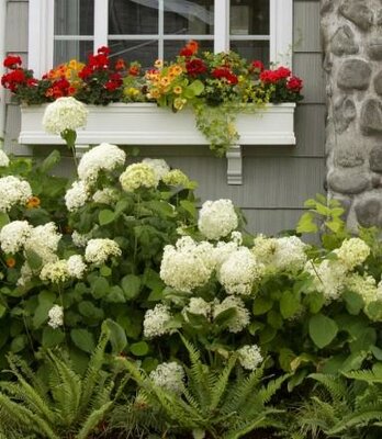 Annabelle Hydrangea