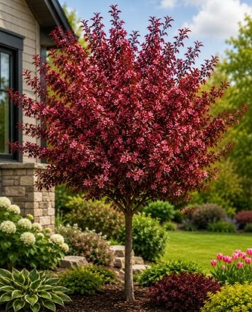Red Jade Weeping Flowering Crabapple - image 2