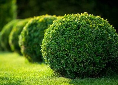 Green Velvet Boxwood - image 2