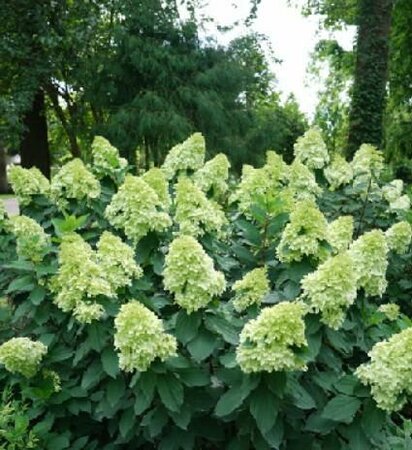 Limelight Prime Hydrangea