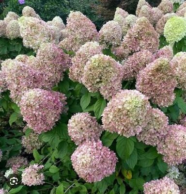 Powerball Hydrangea