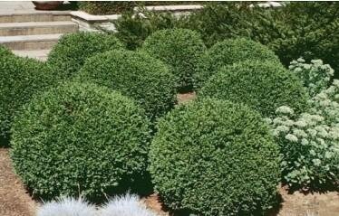 Green Gem Boxwood