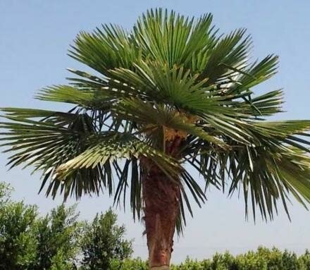 Windmill Palm
